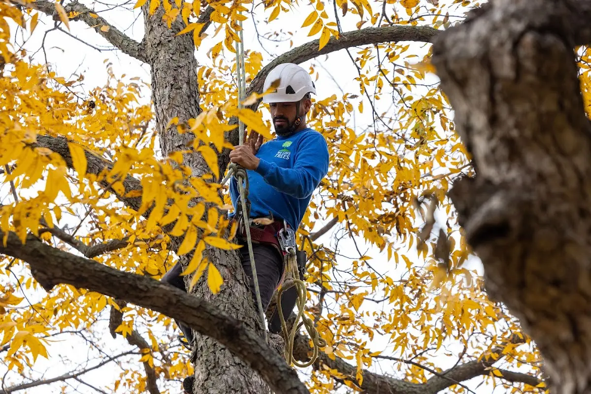 Skilled Storm Damage Cleanup crew working in South Hadley