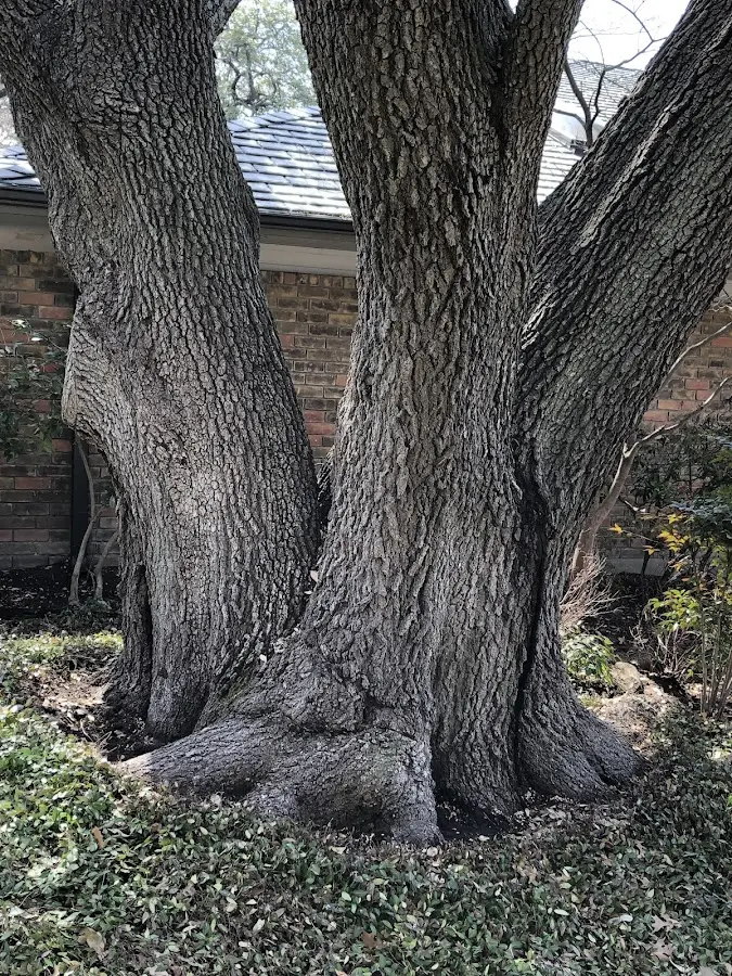 Mature heritage tree close to a South Hadley property cared for by certified arborists